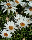 Argyranthemum frutescens Sunray