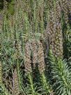 Echium callithyrsum