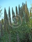 Echium callithyrsum