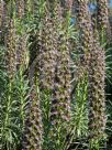 Echium callithyrsum