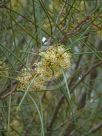 Hakea recurva