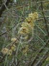 Hakea recurva