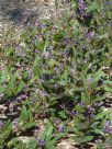 Hardenbergia violacea Bushy Blue