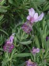 Lavandula Bee Pretty