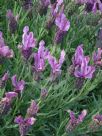 Lavandula Bee Romantic