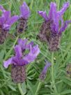 Lavandula Lavender Lace