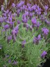 Lavandula Lavender Lace