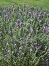 Lavandula Lavender Lace