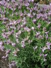 Lavandula stoechas Sugarberry Ruffles