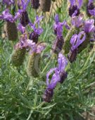 Lavandula Violet Lace