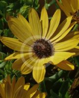 Osteospermum fruticosum Golden Yellow