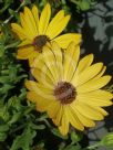 Osteospermum fruticosum Golden Yellow