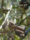 Hakea decurrens physocarpa Pink Lace