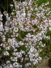 Philotheca buxifolia buxifolia Cascade of Stars