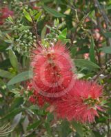 Callistemon acuminatus Nabiac Red