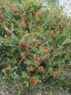 Callistemon Adina