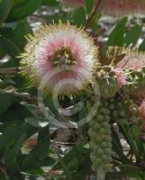 Callistemon citrinus Angela