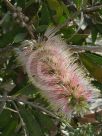 Callistemon citrinus Angela