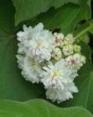 Sparrmannia africana Flore Pleno