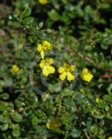 Hibbertia truncata