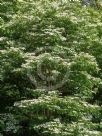 Viburnum plicatum tomentosum Summer Snowflake