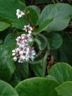 Bergenia ciliata