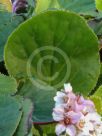 Bergenia ciliata