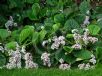 Bergenia ciliata