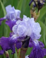 Iris Divine