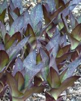 Eucomis comosa (purple-leaved)