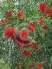 Callistemon Demesne Farm