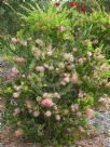 Callistemon Glasshouse Country