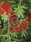 Callistemon Ngungun Red