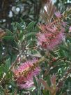 Callistemon Reeve's Pink