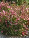 Callistemon Taree Pink