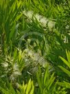 Callistemon viminalis Wilderness White