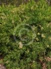 Callistemon viminalis Wilderness White