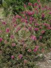 Callistemon Violaceus