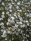 Leptospermum scoparium Pearl