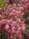 Leptospermum Outrageous