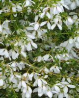 Tetratheca thymifolia (white)