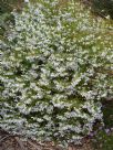 Tetratheca thymifolia (white)