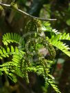 Gleditsia triacanthos inermis