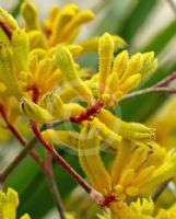 Anigozanthos Yellow Gem