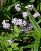 Cynoglossum amabile roseum