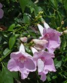 Pandorea jasminoides Southern Belle