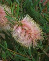 Callistemon phoeniceus Pastel Pink