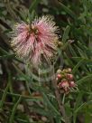 Callistemon phoeniceus Pastel Pink