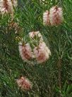 Callistemon phoeniceus Pastel Pink