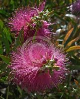 Callistemon Eastland